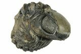 Wide, Enrolled Austerops Trilobite - Morocco #224246-2